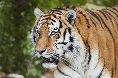 Тигр утащил 18-летнюю невесту в джунгли на глазах ее матери