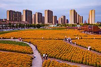 Турист решил вывезти из России в Китай челюсти амурского тигра и попался на границе