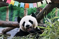 У девственной игуаны появились детеныши