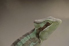 У девственной игуаны появились детеныши