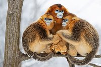 У девственной игуаны появились детеныши