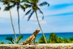 Задержанные за ловлю ящериц на Шри-Ланке россияне вернулись домой спустя год