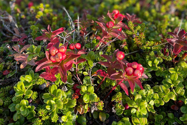 Север помнит. Почему поездка на Соловецкие острова может стать одной из самых незабываемых в жизни?