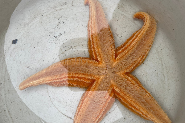 Север помнит. Почему поездка на Соловецкие острова может стать одной из самых незабываемых в жизни?